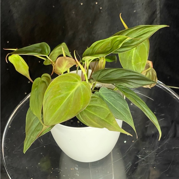 Philodendron  Micans - Picture 1 of 4